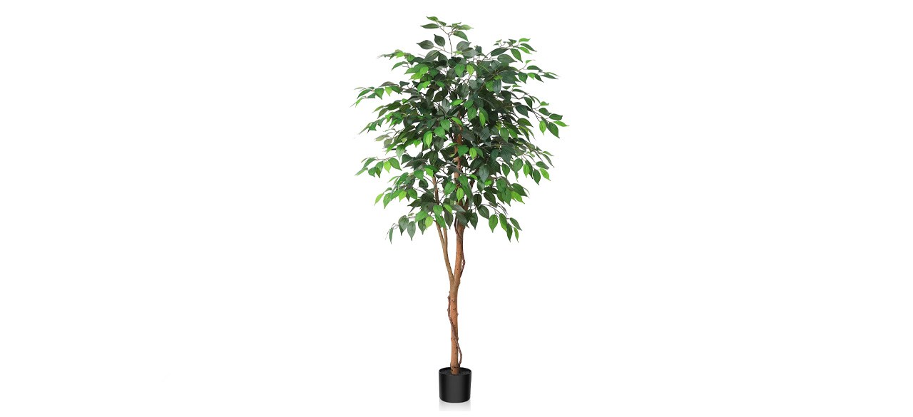 DR.Planzen 60 in Ficus Tree Artificial Trees in Black Plastic Pot