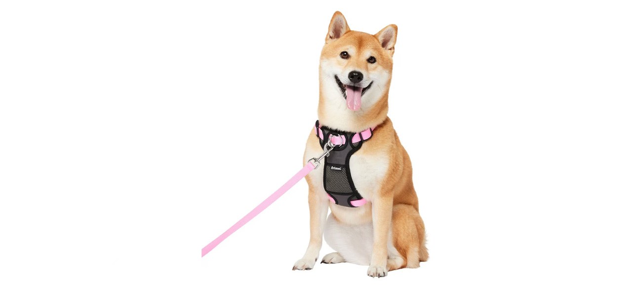 Best dog harnesses for comfort and control The Voice