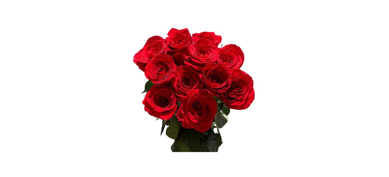 Best Globalrose Red Roses
