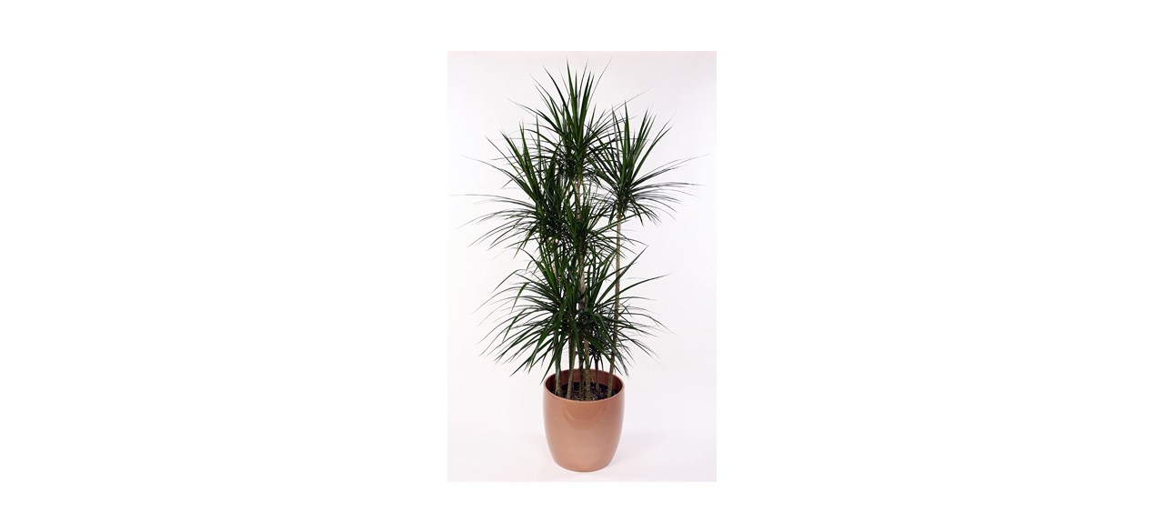 best Hirt's Madagascar Dragon Tree Dracaena marginata