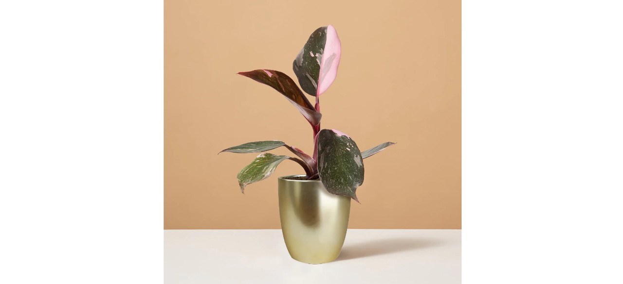 Best Philodendron Pink Princess