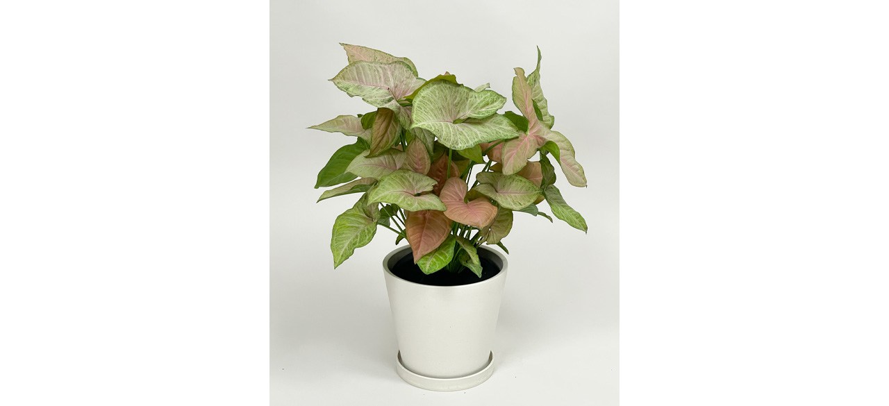 Best Syngonium Podophyllum "Pink"