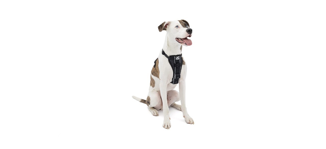 best Kurgo Tru-Fit Smart Dog Harness