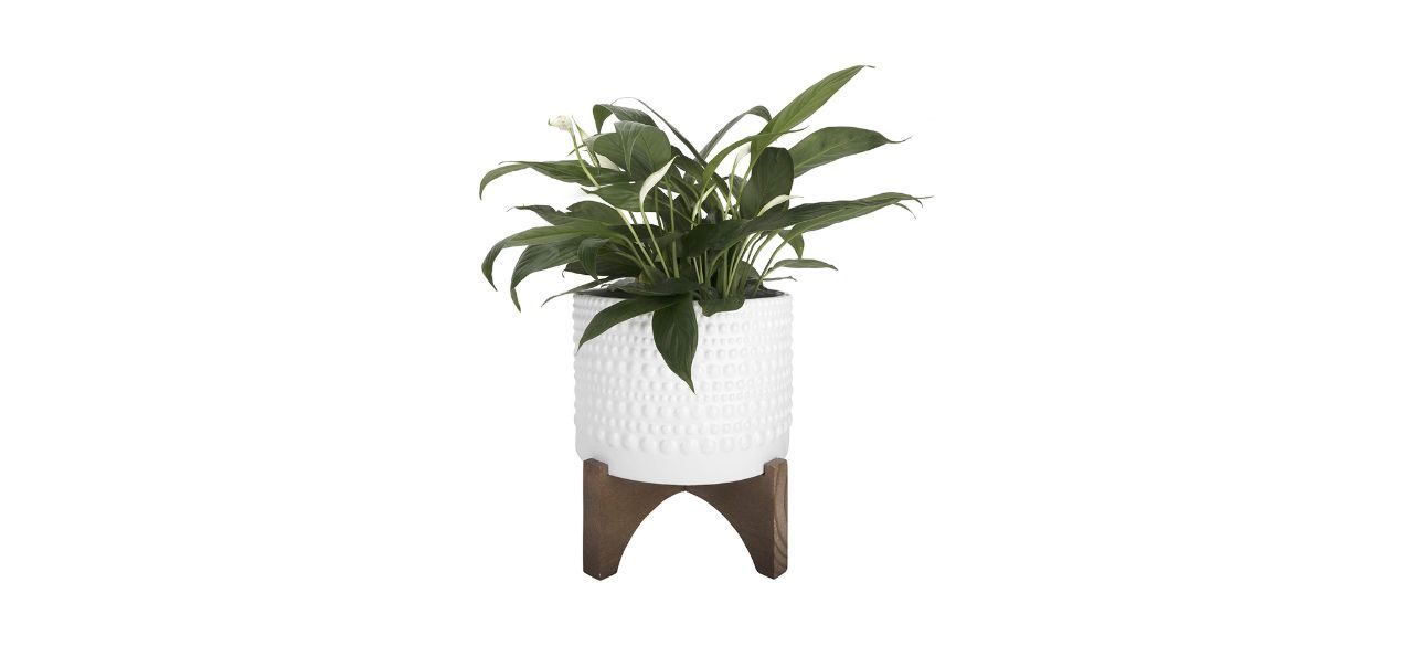 Best La Jolie Muse Ceramic Planter with Wood Stand