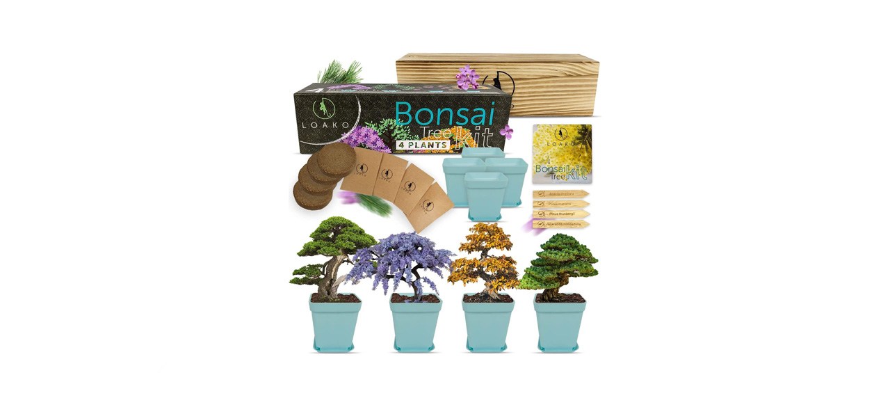 best Laoko Bonsai Tree Kit