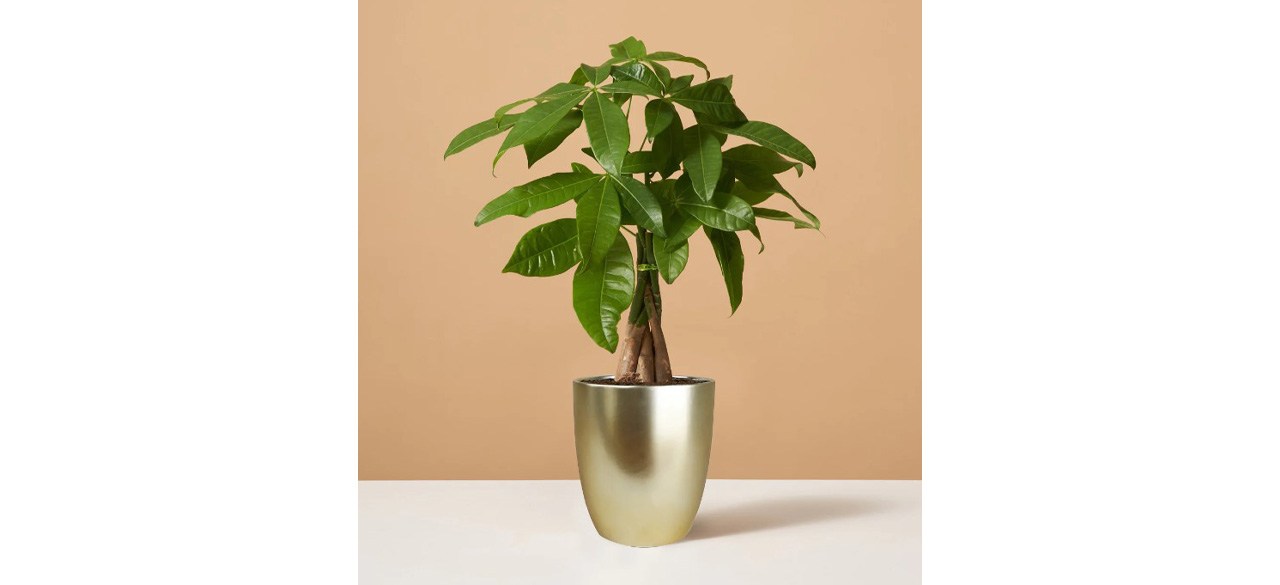 Best Money Tree Plant