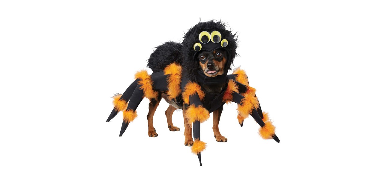 Best Halloweencostumes.com Spider Pup Costume