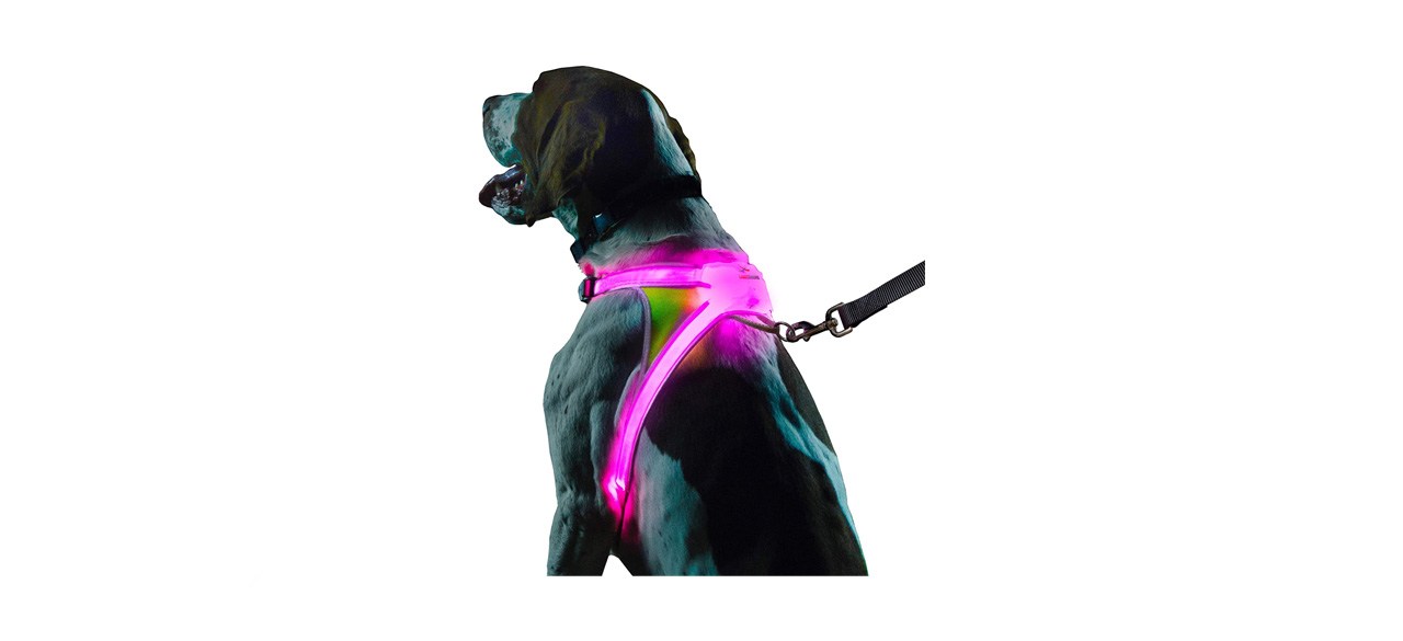 best Noxgear LightHound Illuminated and Reflective Harness