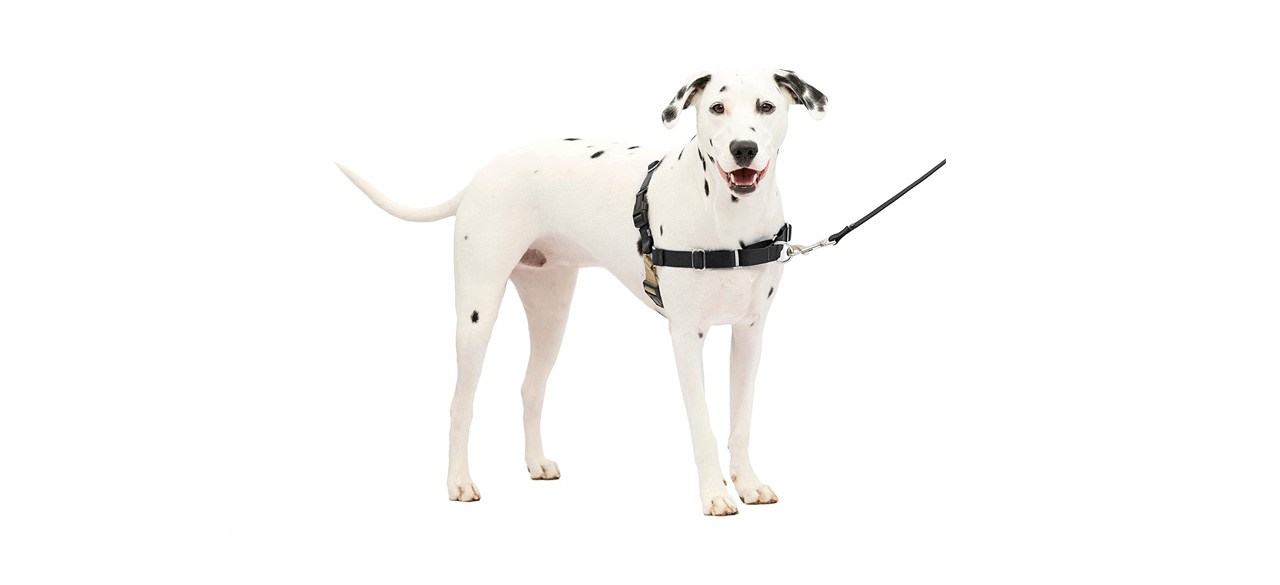 best PetSafe Easy Walk Dog Harness