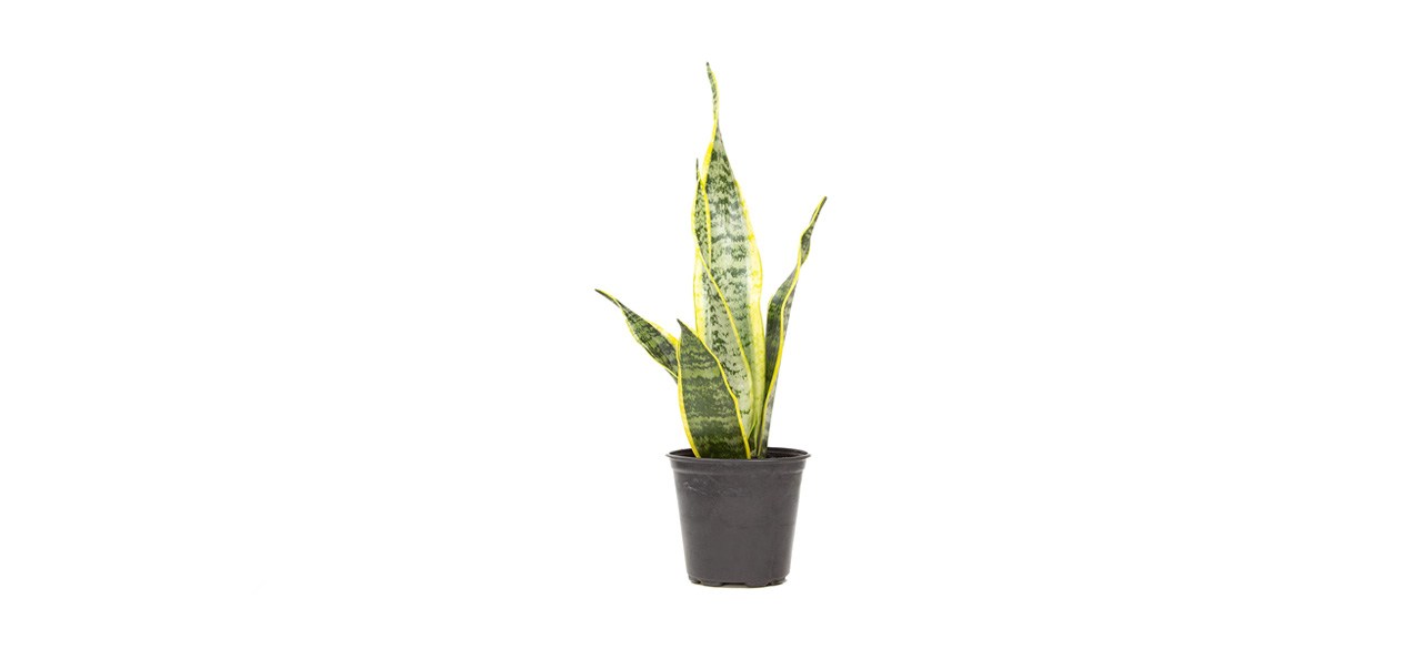 best Plants for Pets Live Snake Plant