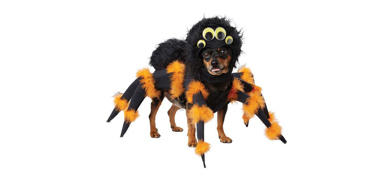 A dog wearing a spider costume