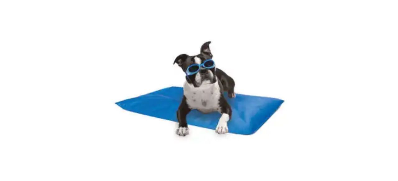 a dog lying on a flat blue cooling bed