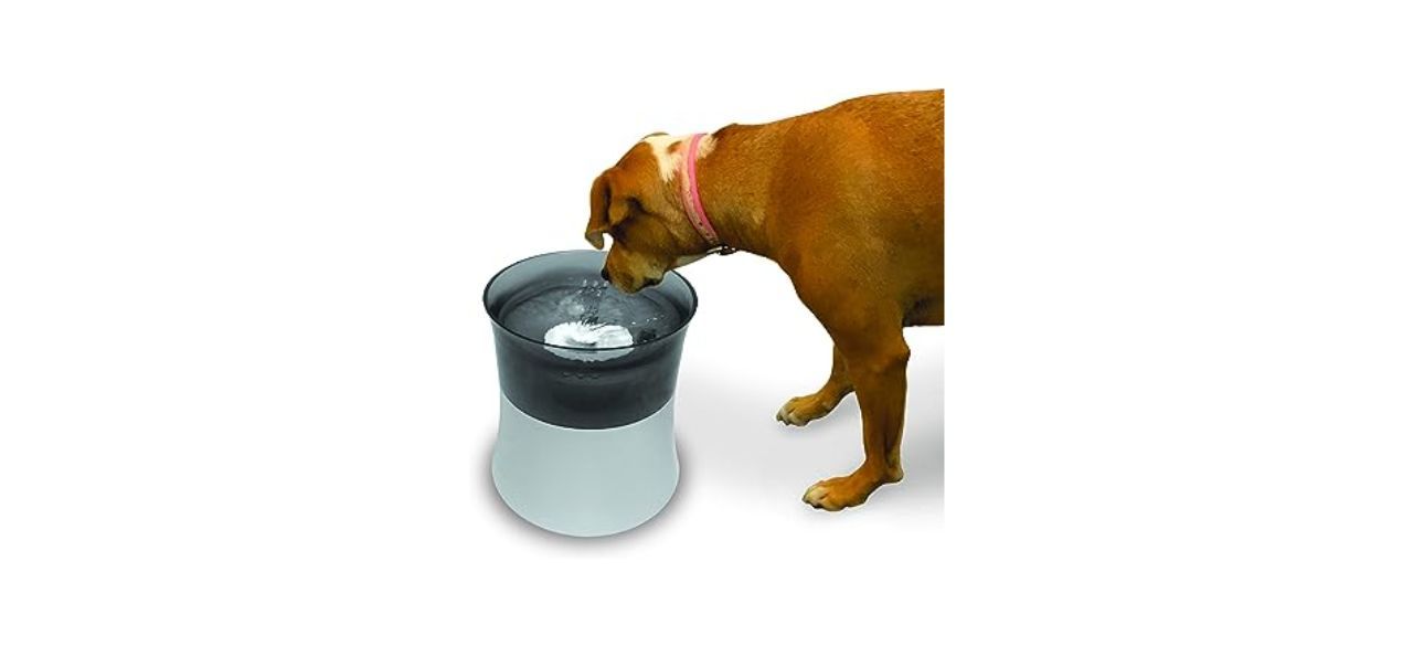 Pioneer Pet Vortex Elevated Drinking Fountain