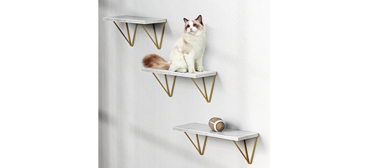 Cat sitting on floating shelves