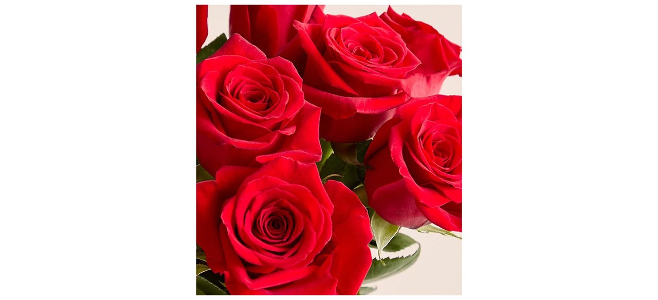 Romantic Red Roses