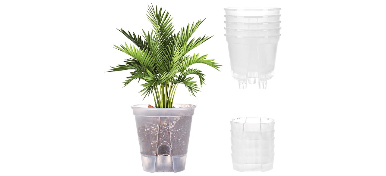 A clear planter with a small tree in it and five empty clear planters.