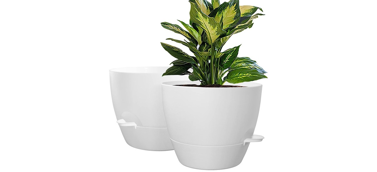 One white planter with a green plant in it and an empty white planter.