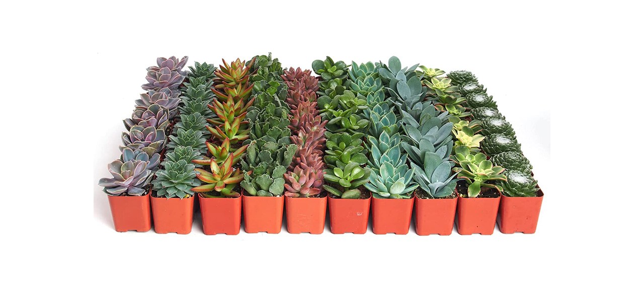 Best Shop Succulents Assorted Live Succulent Plants