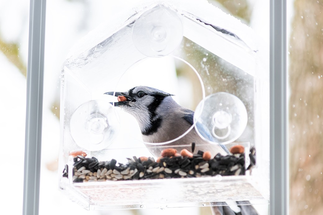 Bird in window bird feeder