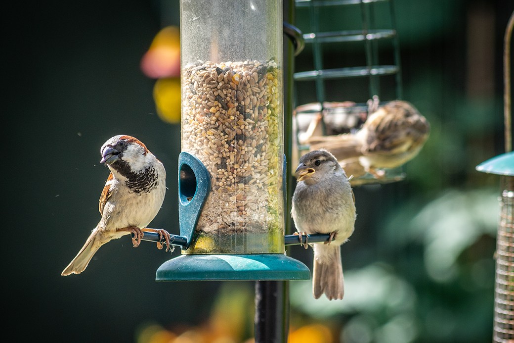 Birds eating bird seed from enclosed feeder