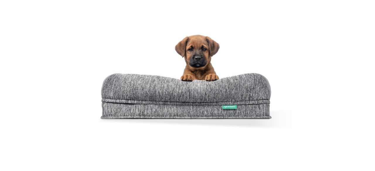 Newton Washable and Orthopedic Pet Bed