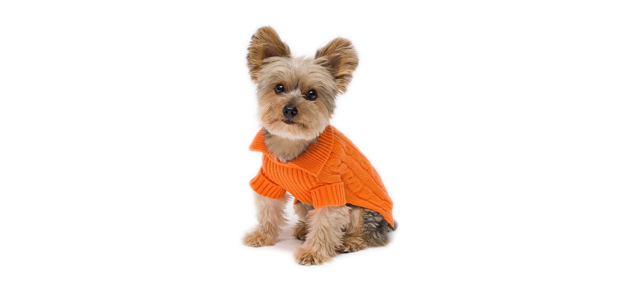 Stinky G Tangerine Aran Dog Sweater