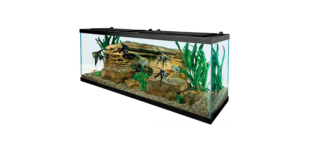 Best Tetra 55-gallon Aquarium Kit