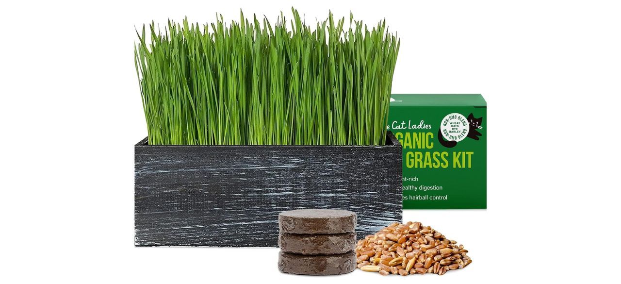 The Cat Ladies Cat Grass Growing Kit