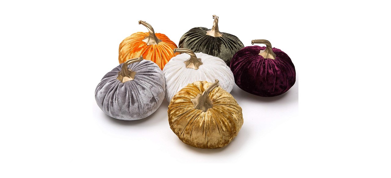 best velvet pumpkins