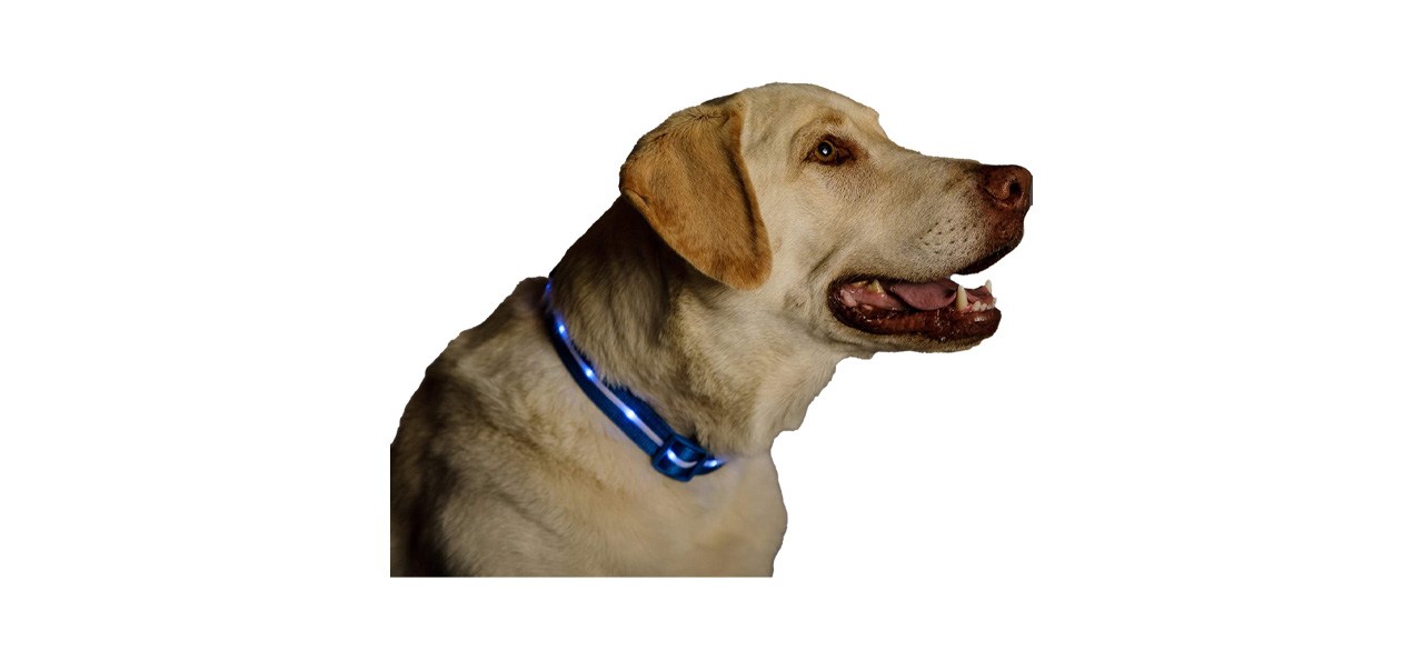 Blazin LED Light Up Dog Collar