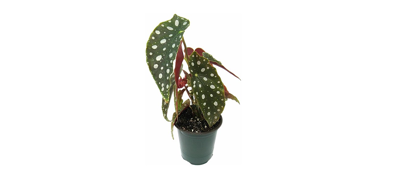 Best Winter Greenhouse Begonia Maculata Polka Dot Begonia