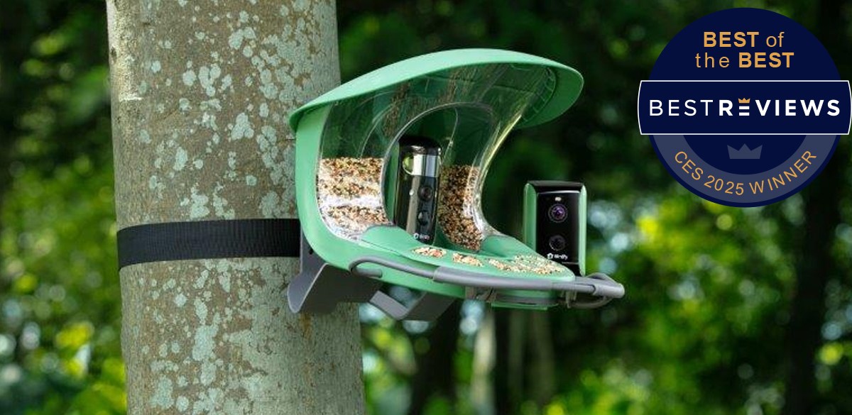 Birdfy Feeder 2 Duo smart bird feeder on a tree