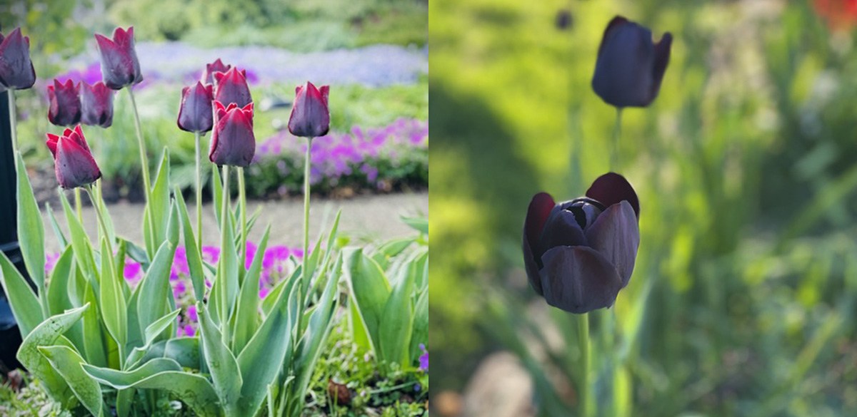 Black tulips flowering in a garden