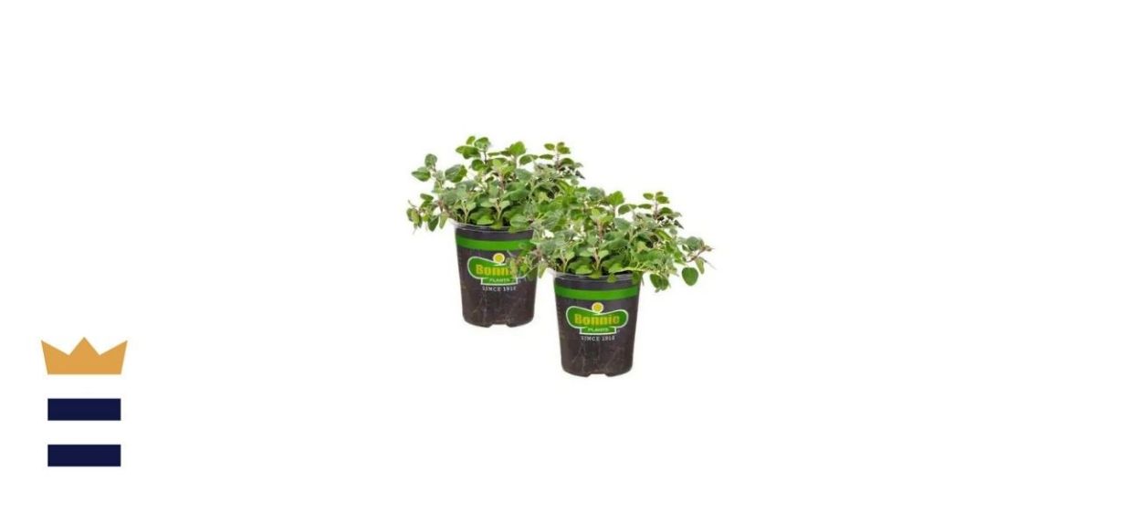 Bonnie Plants Greek Oregano Herb (2-Pack)