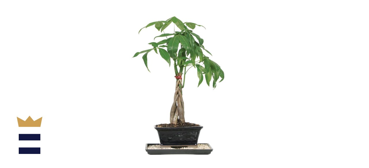Braided Money Tree