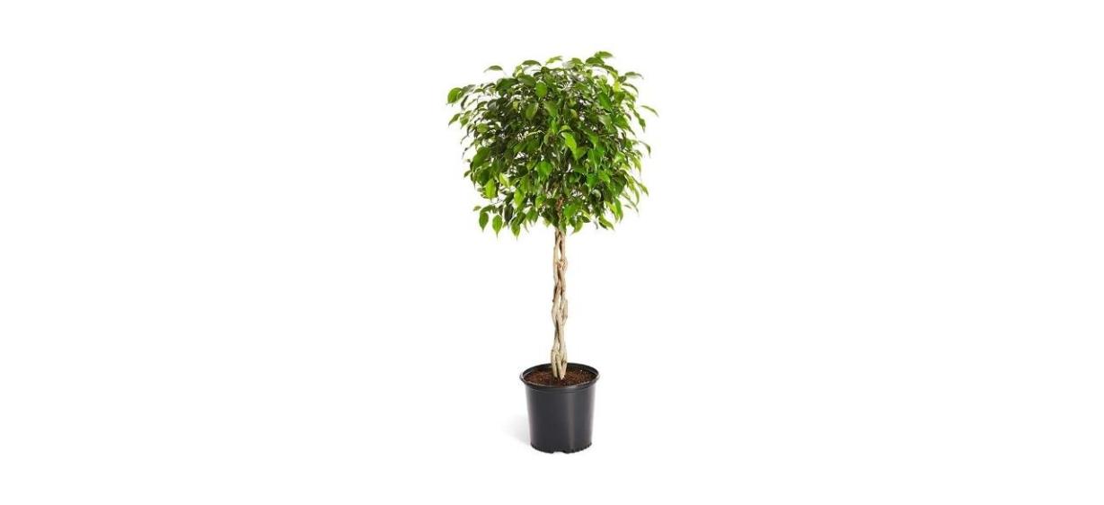 Brighter Blooms 3-gallon Benjamina Ficus Plant