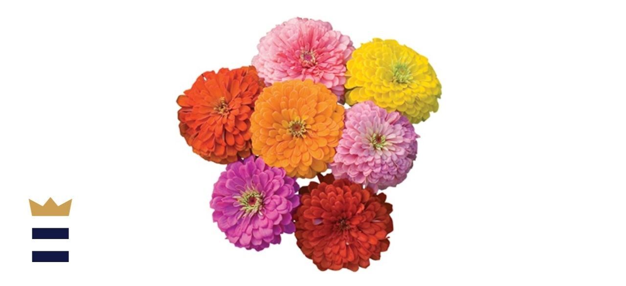 Burpee Giant Flowered Mixed Colors Zinnia Seeds