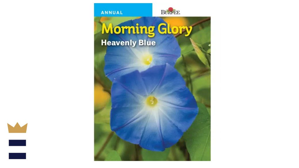 Burpee Morning Glory Heavenly Blue