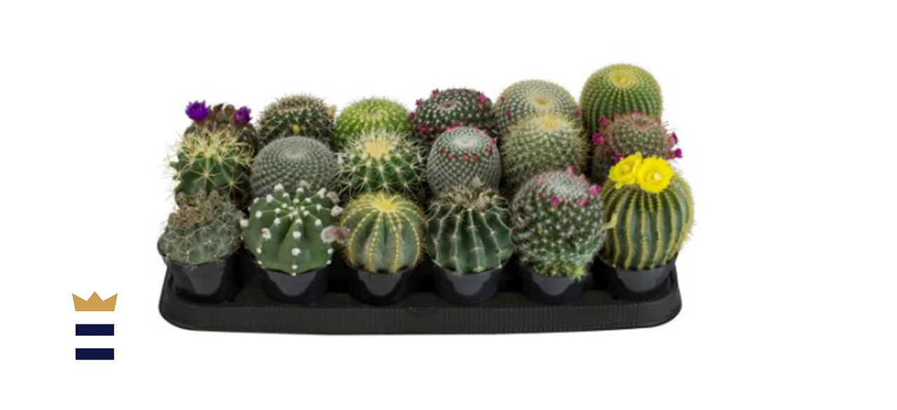 9 cm Cactus Assortment Plant (18-Pack)