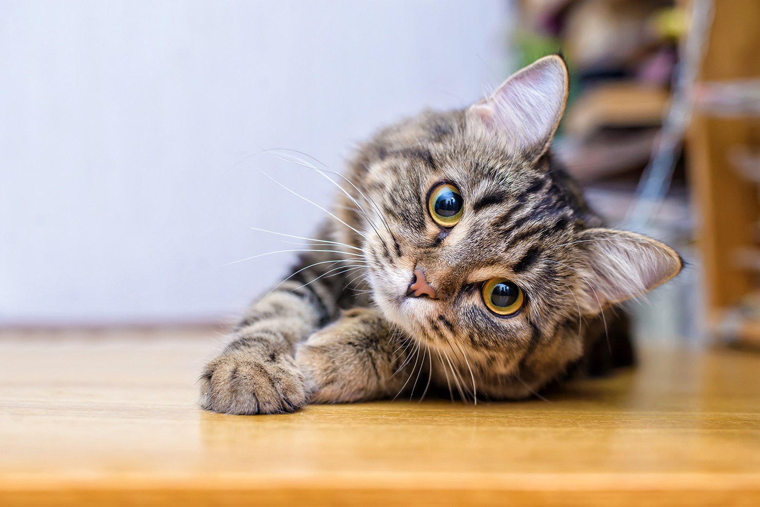 5 Best Cat Allergy Medications June 2021 BestReviews