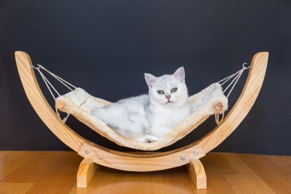 best cat hammock