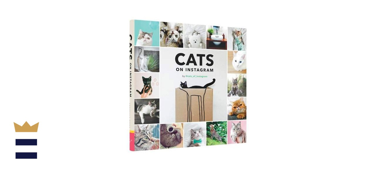Cats on Instagram