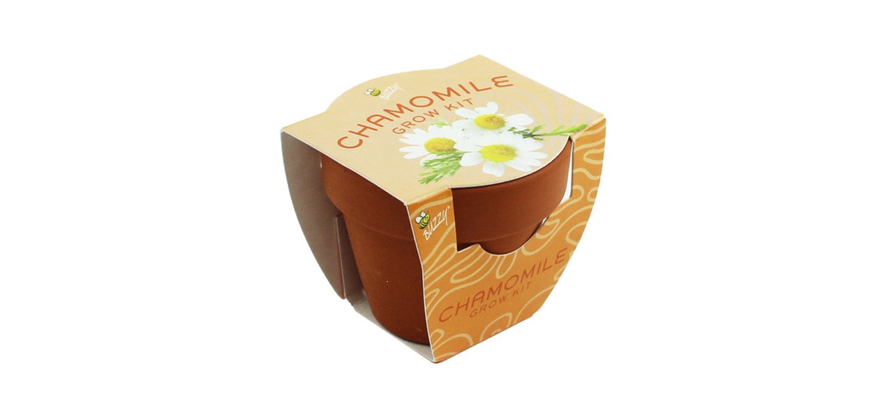 Chamomile Mini Plant Grow Kit With Terra Cotta Pot on white background