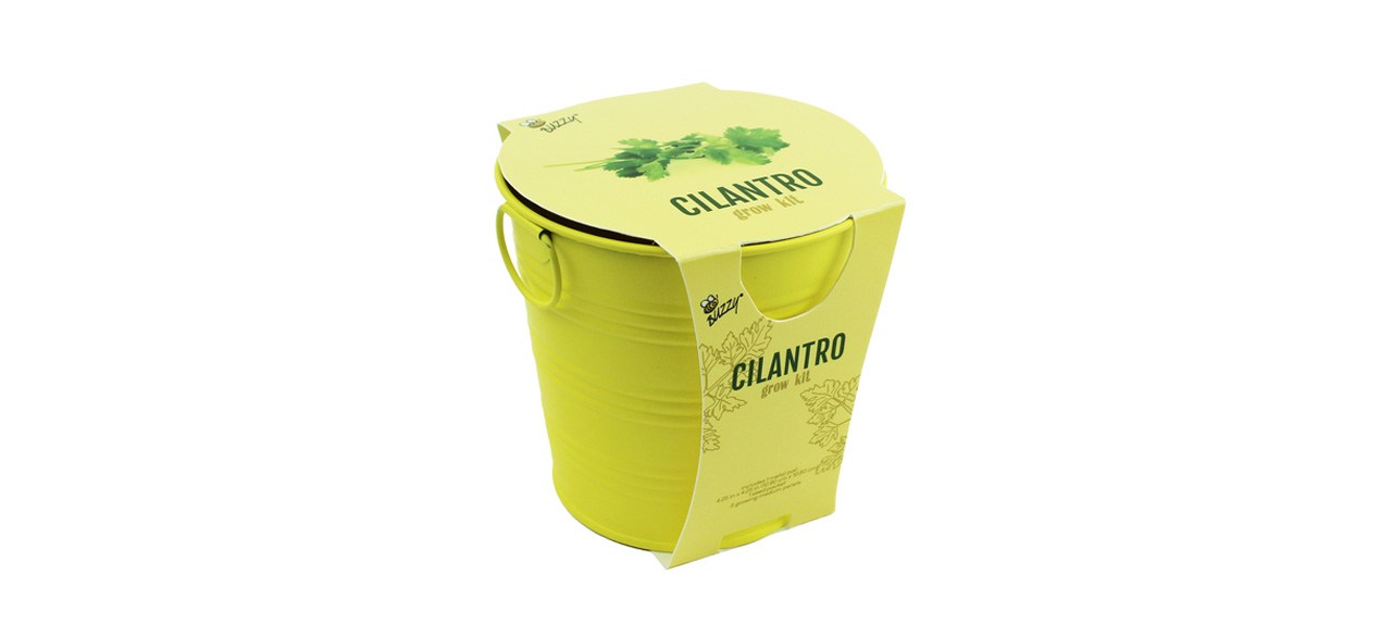 Cilantro Herb Grow Kit With Metal Pail 4.25in