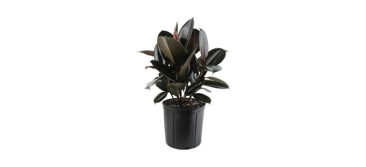 Costa Farms Ficus Elastica Rubber Tree