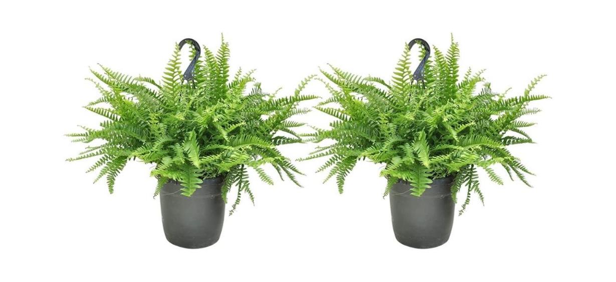 Costa Farms Home Decor Premium Live Boston Fern Hanging Basket