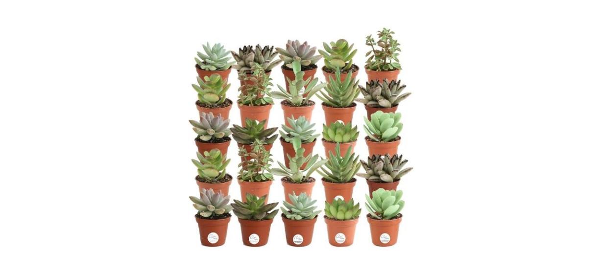 Costa Farms Mini Succulents