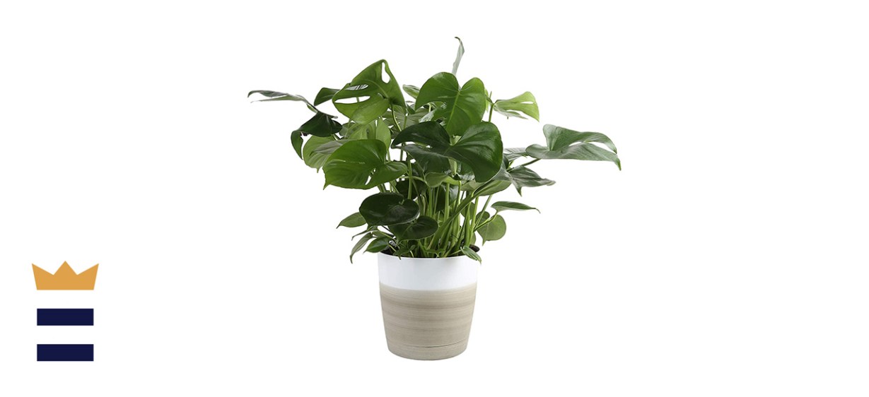 Costa Farms Split-Leaf Philodendron Monstera Deliciosa Costa Farms Split-Leaf Philodendron Monstera Deliciosa