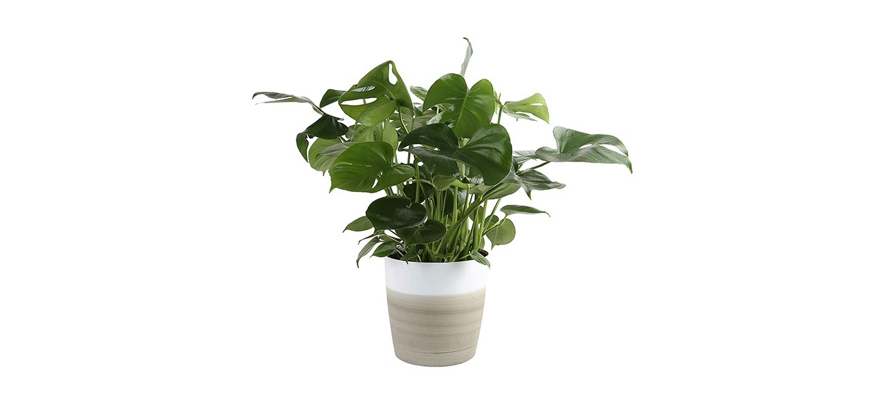 Costa Farms Split-Leaf Philodendron Monstera Deliciosa