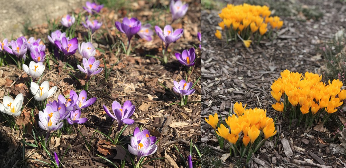 Crocus flowers blooming